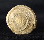 Obornella plicopunctata (DESLONGCHAMPS 1849) - Bild © FossNet FossilienStore